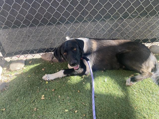 adoptable Dog in Phoenix, AZ named DARCY