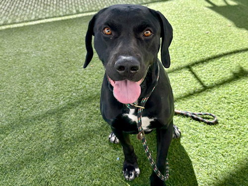 WALUIGI - Labrador Retriever / American Pit Bull Terrier available for adoption