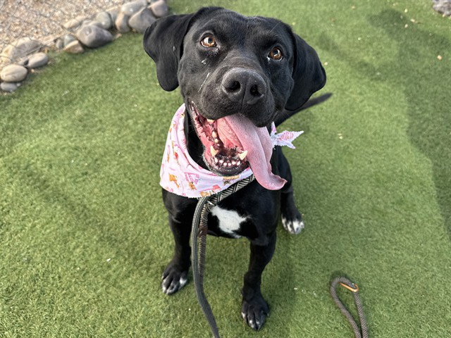 Labrador Retriever