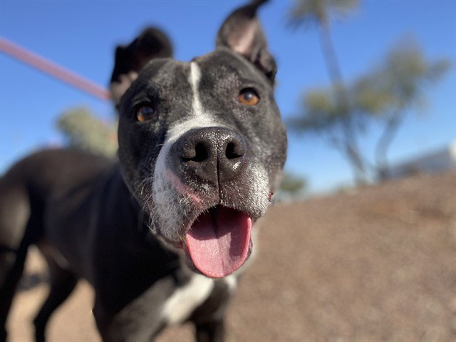 Pit Bull
