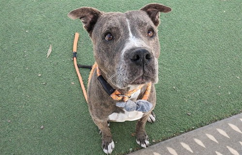 picture of the dog needing adoption