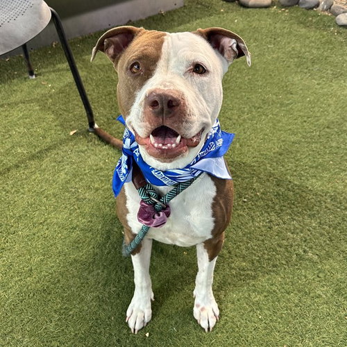 LUNA, an adoptable American Pit Bull Terrier in Phoenix, AZ