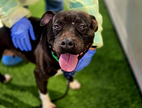 picture of the dog needing adoption