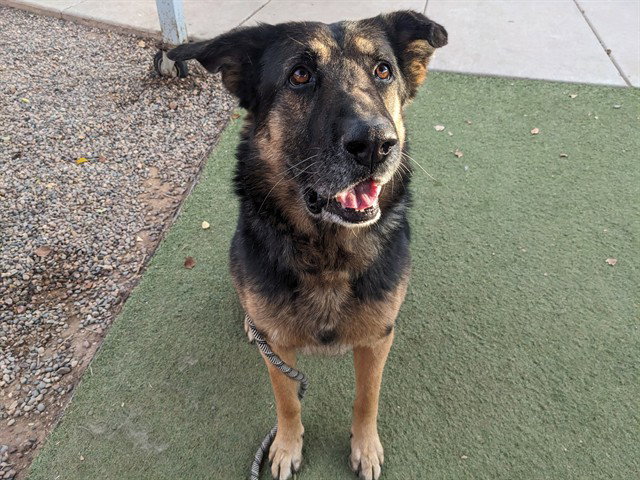 German Shepherd