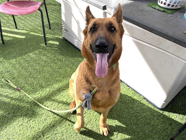 German Shepherd