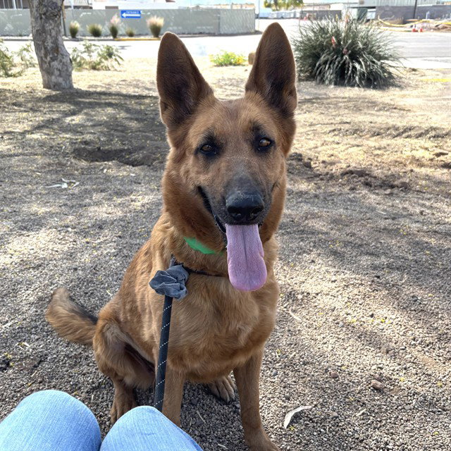 XENA Image