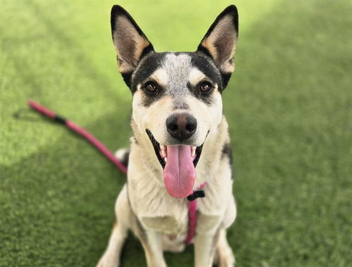 picture of the dog needing adoption