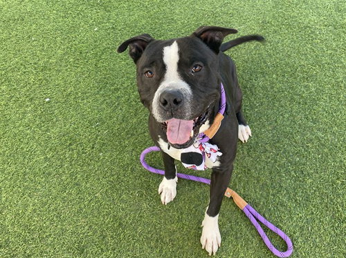 picture of the dog needing adoption