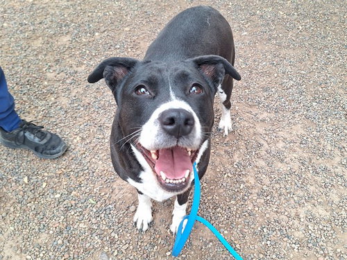 BACARDI, an adoptable American Pit Bull Terrier in Phoenix, AZ