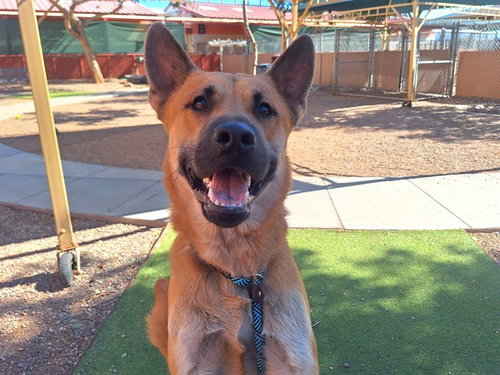 picture of the dog needing adoption