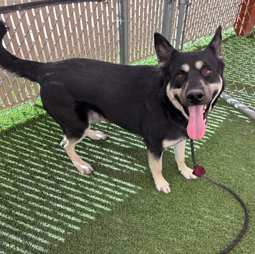 picture of the dog needing adoption