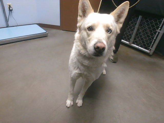 German Shepherd