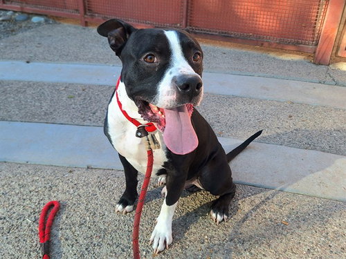 picture of the dog needing adoption