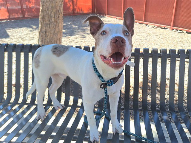 Pit Bull