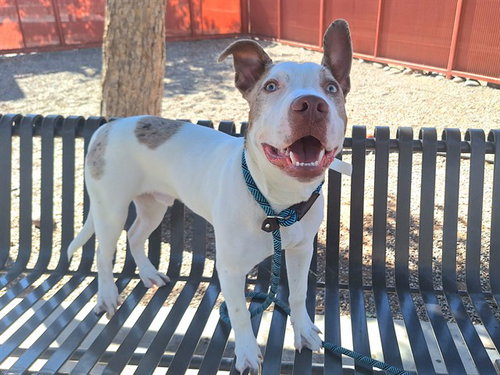 picture of the dog needing adoption