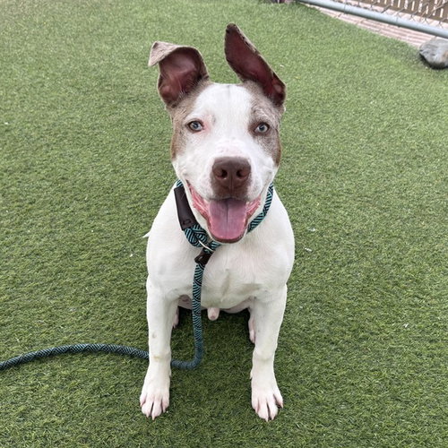 picture of the dog needing adoption