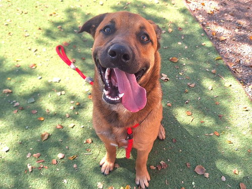 BEAR, an adoptable Black Mouth Cur in Phoenix, AZ