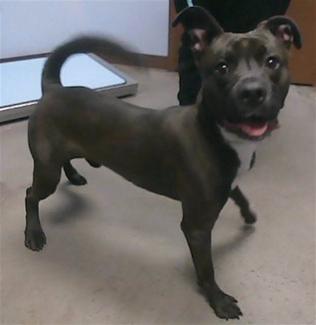 Pit Bull