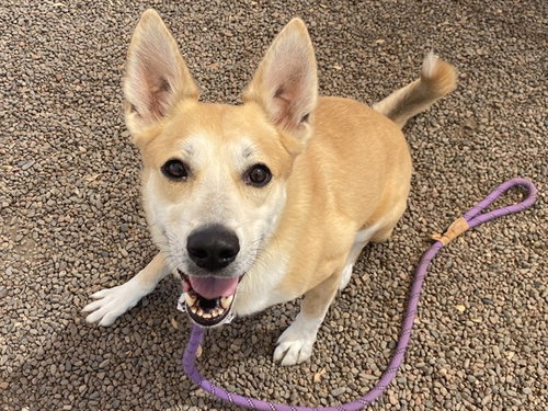 picture of the dog needing adoption