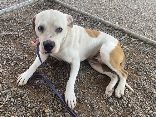 picture of the dog needing adoption