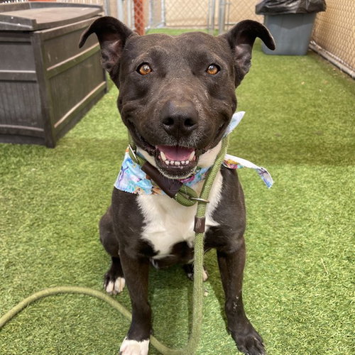 picture of the dog needing adoption
