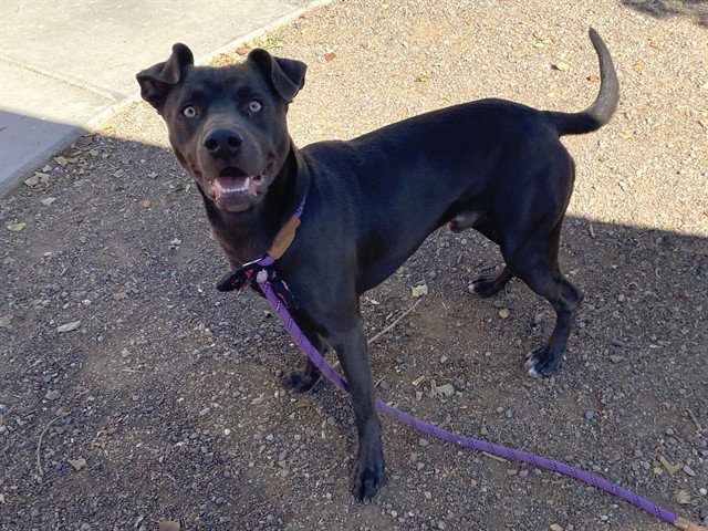 Blue Lacy