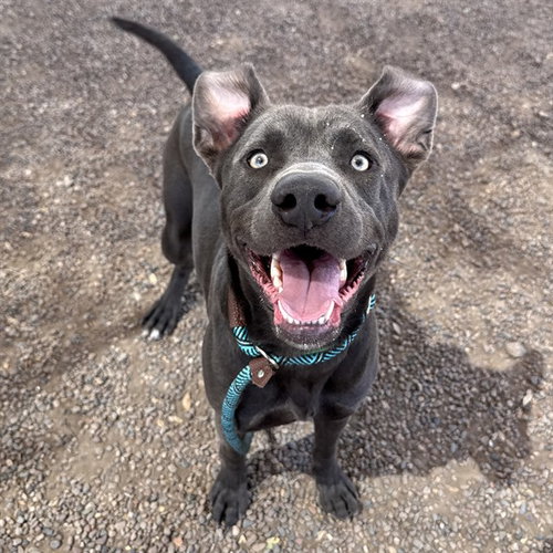 picture of the dog needing adoption