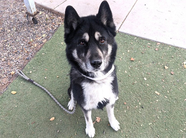 Siberian Husky