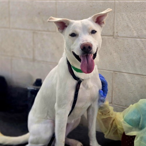 ACROBAT, an adoptable Siberian Husky in Phoenix, AZ
