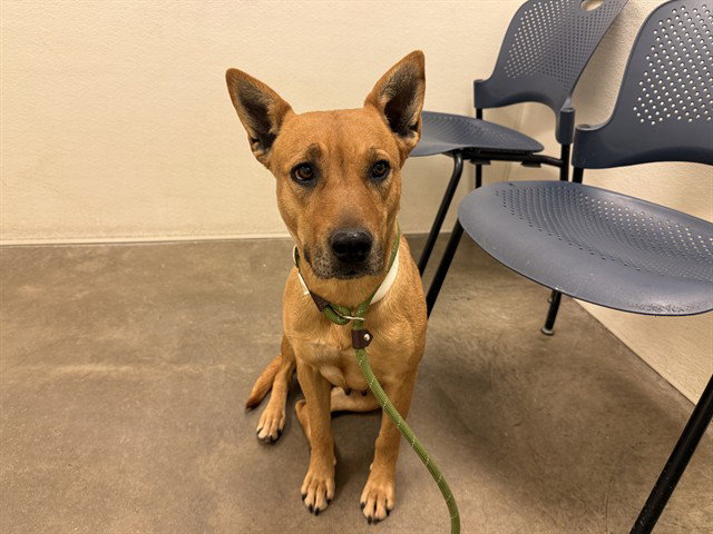 Australian Cattle Dog