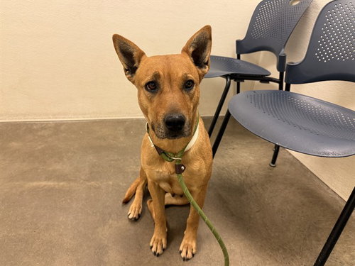 picture of the dog needing adoption