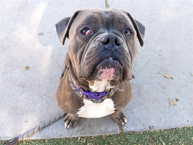 Bulldog
