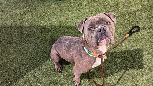 picture of the dog needing adoption