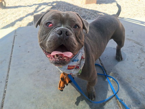 ACE, an adoptable Bulldog in Phoenix, AZ