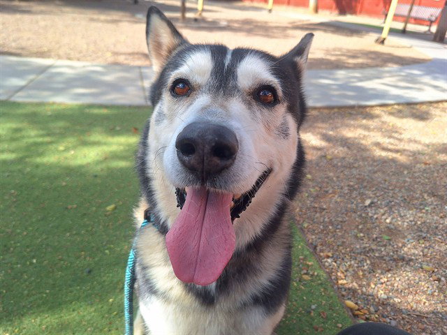 Siberian Husky