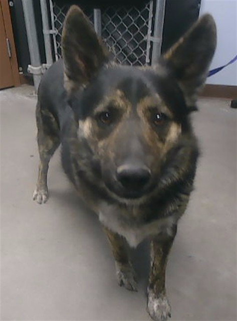 German Shepherd