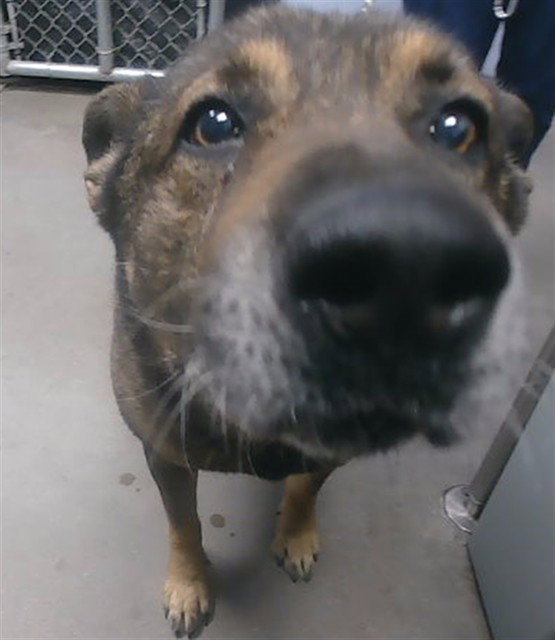 German Shepherd