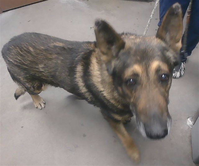 German Shepherd