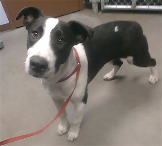 Pit Bull