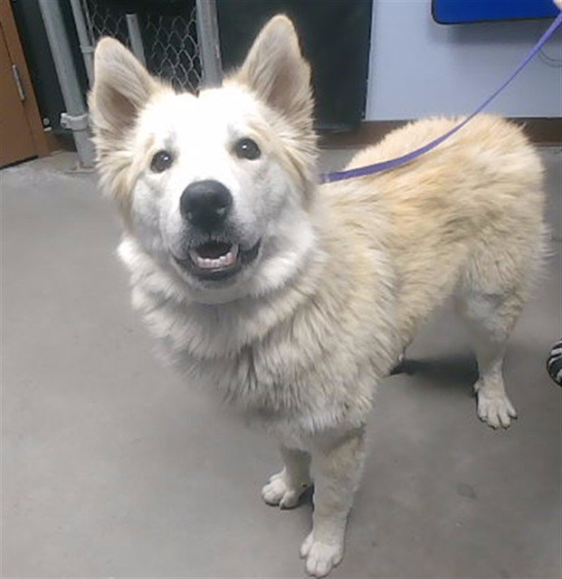 Siberian Husky