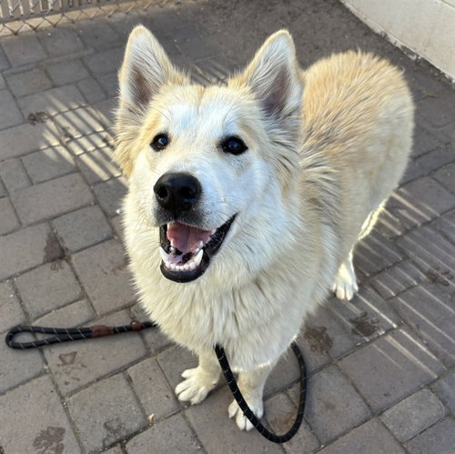 SADE, an adoptable Husky in Phoenix, AZ