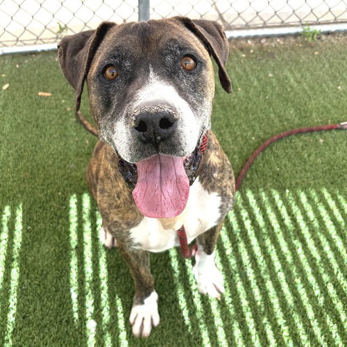 SHERIFF, an adoptable Boxer in Phoenix, AZ