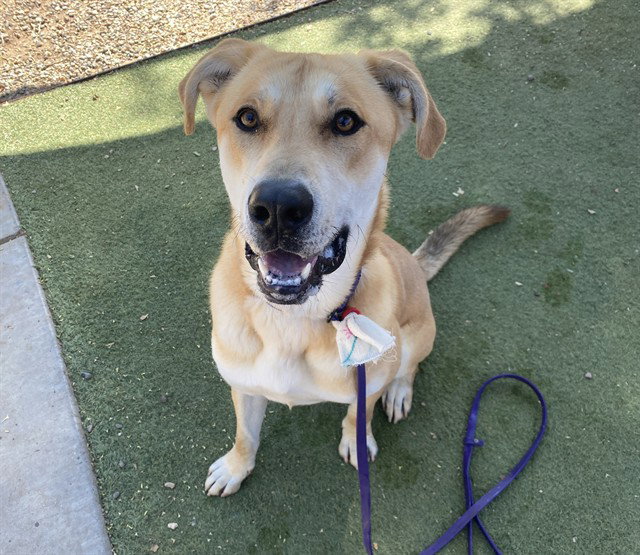 Carolina Dog