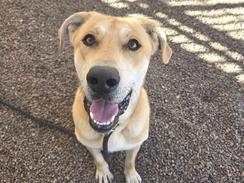 GELATO, an adoptable Carolina Dog in Phoenix, AZ