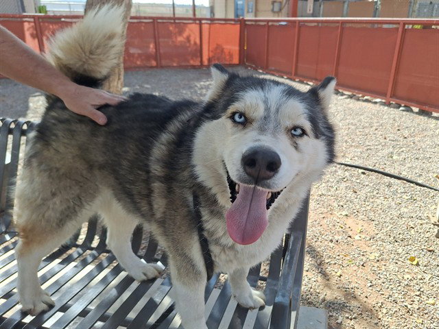 Siberian Husky