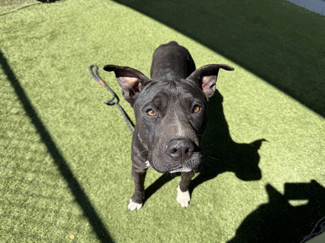 Pit Bull