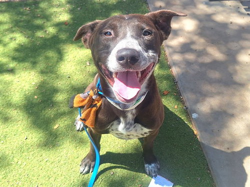 SHADOW, an adoptable Australian Kelpie in Phoenix, AZ