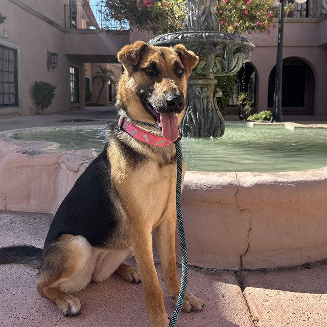 German Shepherd
