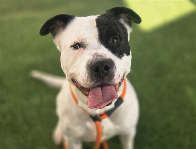 Pit Bull