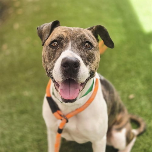 picture of the dog needing adoption